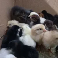 فروش جوجه محلی واکسینه شده