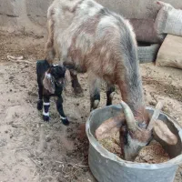 بز کوهی زایده|حیوانات مزرعه|شوش, |دیوار