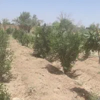 باغ-فروشی-در-مرق