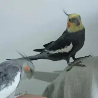 عروس هلندی|پرنده|چغادک, |دیوار