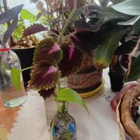 قلمه گل|گل و گیاه طبیعی|سبزوار, طبرسی (جعفرآباد)|دیوار