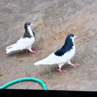 کفتر نر و ماده جفت با جوجه