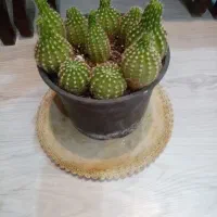 سه عدد گل کاکتوس باگلدان