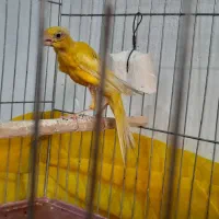 قناری یکسر جیبر نر