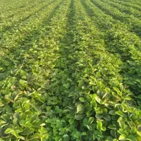 نهال توتفرنگی سابرینا خالص نهال پرپر|خدمات باغبانی و درختکاری|دلند, |دیوار