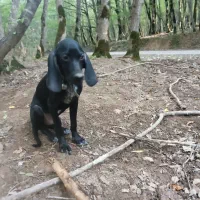 توله شکاری دنبلانی