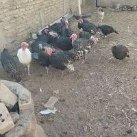 باقلمون|حیوانات مزرعه|نیشابور, مازول|دیوار