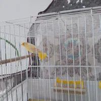 یک جفت قناری