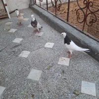 کفتر طوقی|پرنده|همدان, |دیوار