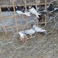 کبوتر پرشی میزان|پرنده|دشتابی, |دیوار