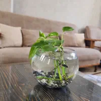 تنگ ماهی بتا(فایتر)|ماهی|مشهد, کوثر|دیوار