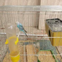 مرغ عشق ماده