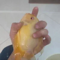 ماهی سوروم اورسایز