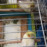 جوجه عروس هلندی