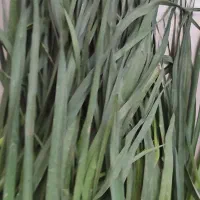 آش شیرازی|خوردنی و آشامیدنی|قم, پردیسان|دیوار