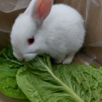 خرگوش‌چشم‌قرمز