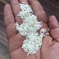 بزنج هاشمی درجه یک کشت امسال