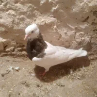 سلام چنتا طوقی فروشی نر ماده|پرنده|ملک‌آباد, |دیوار