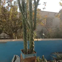 انواع گلهای طبیعی|گل و گیاه طبیعی|ورامین, ورامین|دیوار