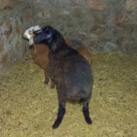 دوتا بره نر و یک ماده سبک|حیوانات مزرعه|مشهد, ایوان|دیوار