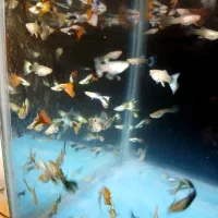 ماهی گوپی فقط 10|ماهی|تهران, علی‌آباد|دیوار