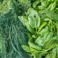 سبزی خوروشت تازه و ارگانیک کیلو۳۵تومان