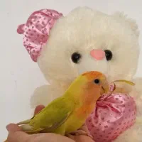 طوطی کوتوله برزیلی اهلی و سخنگو