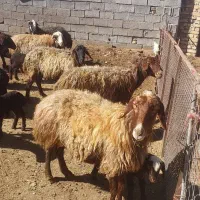 میش و بره|حیوانات مزرعه|اراک, |دیوار