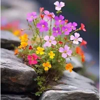 فروش خط رند تلفن ثابت تخفیف پای معامله