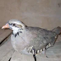 جوجه