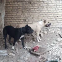 واگذاری سگ|سگ|آبادان, |دیوار