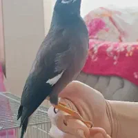 مرغ مینا سخنگو