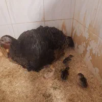 بوقلمون ماده با جوجه