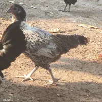 یک عدد مرغ  سیبریت مینیاتوری  قیمت 600هزار تومان|حیوانات مزرعه|میناب, |دیوار