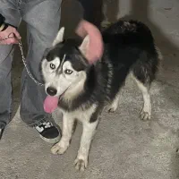 سگ هاسکی یک ساله