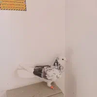 کفتر|پرنده|سمنان, |دیوار