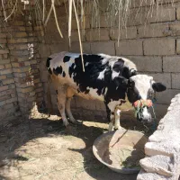 گاو آبستن