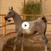 عرب مصری دو سر وارداتی