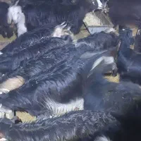 ۴۰عدد کهره|حیوانات مزرعه|حسن آباد, |دیوار