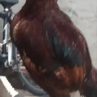 خروس لاری معاوضه با بوقلمون