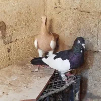 اهواز|پرنده|اهواز, عین ۲|دیوار