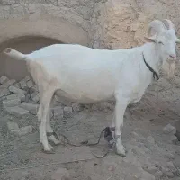 سانن|حیوانات مزرعه|تهران, شهرآرا|دیوار