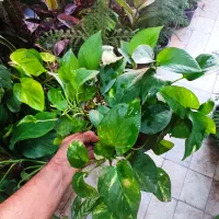 پتوس سبز و ابلق کاسه پر