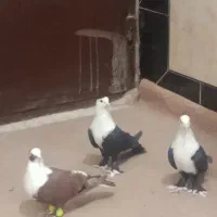 کبوتر سرسفید