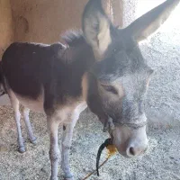 الاغ جوان گله ای|حیوانات مزرعه|ماهنشان, |دیوار