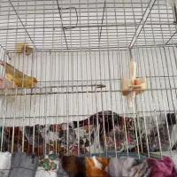 قناری نر بخون|پرنده|شهریار, شهریار|دیوار