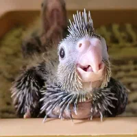 دوعدد،جوجه،عروس هلندی