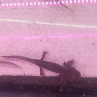 ماهی اروانا|ماهی|اردبیل, |دیوار