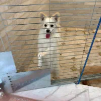 سگ خانگی پامر