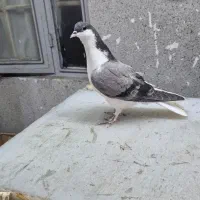 کفتر شهرستانی  قیمت مفت|پرنده|تهران, بهارستان|دیوار